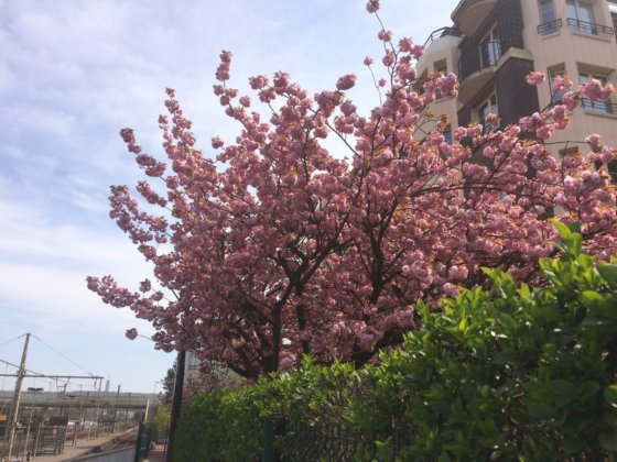 Cerisier du Japon en bordure de la sente du chlet. Clich J.L. avril 2019