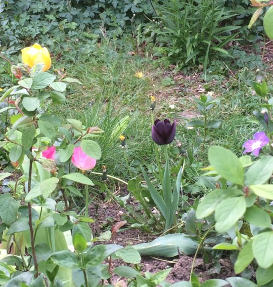 Clin d’oeil au roman d’Alexandre Dumas, une tulipe noire qui annonce le printemps avenue des Combattants. Clich JL avril 2019