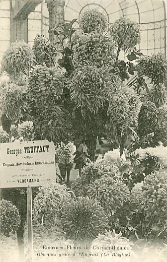 Enormes fleurs de chrysanthèmes, obtenues grâche à l’engrais la Biogine. Carte commerciale des Pépinières Truffaut, situées près de l’octroi.  CPA circulée le 6/2/1907. (coll. part.)
