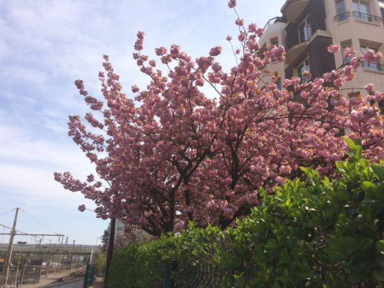 Cerisier du Japon en bordure de la sente du châlet. Cliché J.L. avril 2019 Cerisier du Japon en bordure de la sente du châlet. Cliché J.L. avril 2019