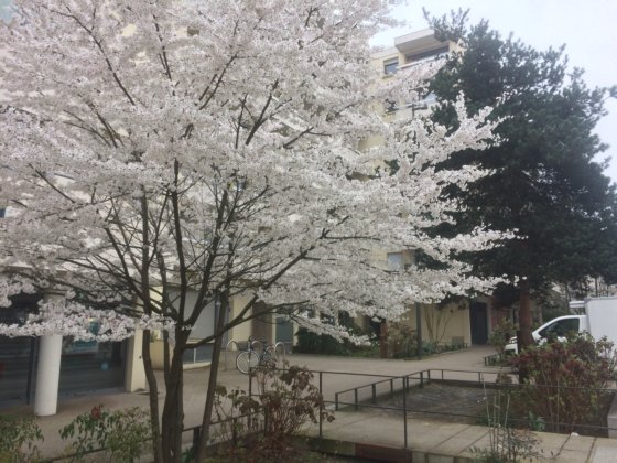 Boutons de fleurs sur l’avenue, le long du petit ru artificiel en ce jour du printemps. Cliche JL mars 2019 Boutons de fleurs sur l’avenue, le long du petit ru artificiel en ce jour du printemps. Cliche JL mars 2019