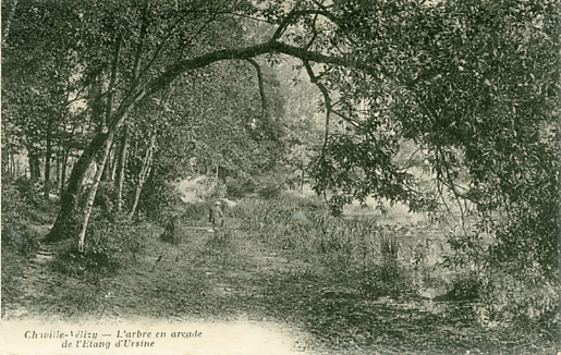 L’arbre en arcade  l’Ursine