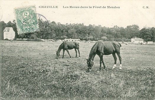 Les chevaux du Haras en pture (coll . part.)