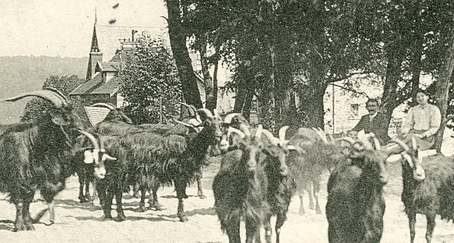 Détail de deux compères habituels du photographe accompagnant le jeune chevrier avec ses bêtes.