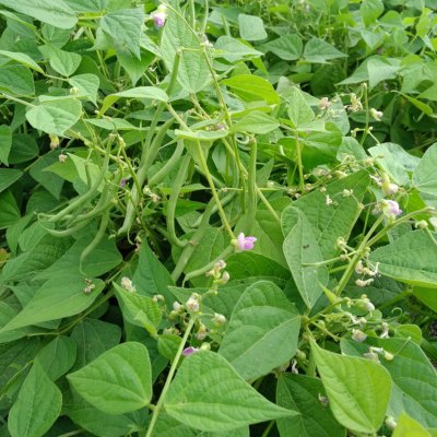 Haricots verts