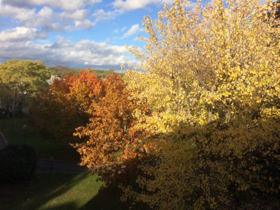 Couleurs d’automne. Aux Feuillantines. deux rables et un platane, au fond Fausses Reposes. octobre 2020