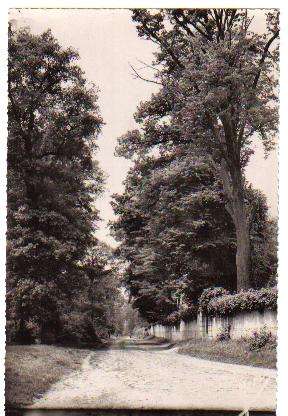 Une vue du pav de Meudon, prs du Chne de la Vierge, vers 1950. On y voit encore les mmes pavs ronds que dans la cour du chteau de Versailles. Les pavs de l’alle, qui continue vers la Chaumire, ont t bitumins au dbut des annes 60, au moment de l’adduction du gaz naturel de Lacq qui descend du bois vers le haut de la rue Nicolas Nicquet. (coll. part.)