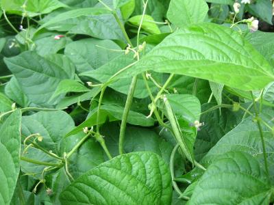 Haricots verts