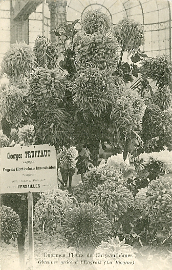 Enormes fleurs de chrysanthèmes, obtenues grâche à l’engrais la Biogine. Carte commerciale des Pépinières Truffaut, situées près de l’octroi. CPA circulée le 6/2/1907. (coll. part.) Enormes fleurs de chrysanthèmes, obtenues grâche à l’engrais la Biogine. Carte commerciale des Pépinières Truffaut, situées près de l’octroi. CPA circulée le 6/2/1907. (coll. part.)