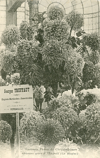 Enormes fleurs de chrysanthmes, obtenues grche  l’engrais la Biogine. Carte commerciale des Ppinires Truffaut, situes prs de l’octroi.  CPA circule le 6/2/1907. (coll. part.)