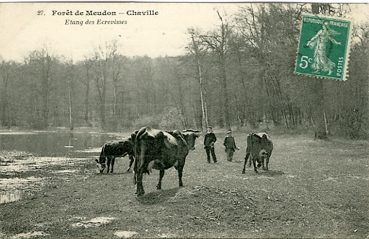 Vaches  la pture sur la berge de l’tang des crevisses. Animation. CPA collection Bois de Meudon-Chaville n° 27, diteur rest. Barraud, tang d’Ursine, Chaville. Carte circule le 03/02/1911, dos blanc divis. (collection particulire)