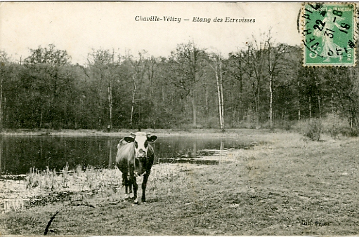 Vache  la pture sur la berge de l’tang des crevisses. CPA collection chaville-Vlizy, dition Prost, imprimeur  Versailles, circule le 31 aot 1919, dos blanc divis. (collection particulire)